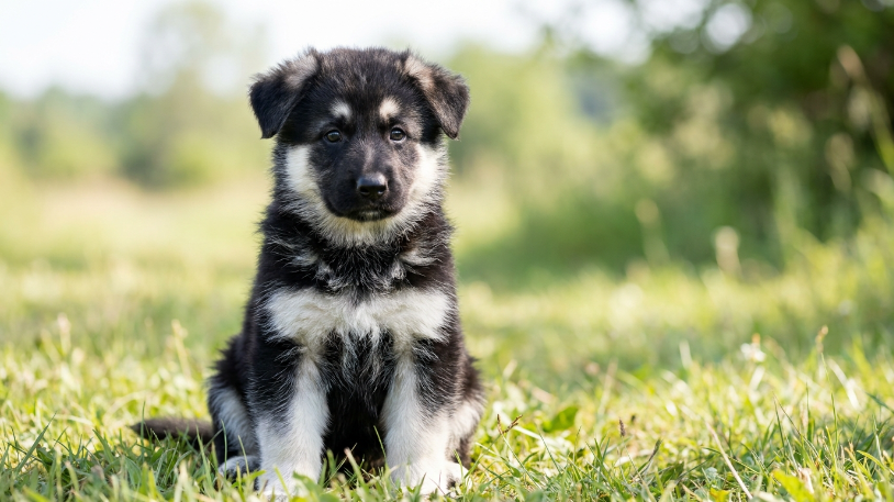 panda german shepherd