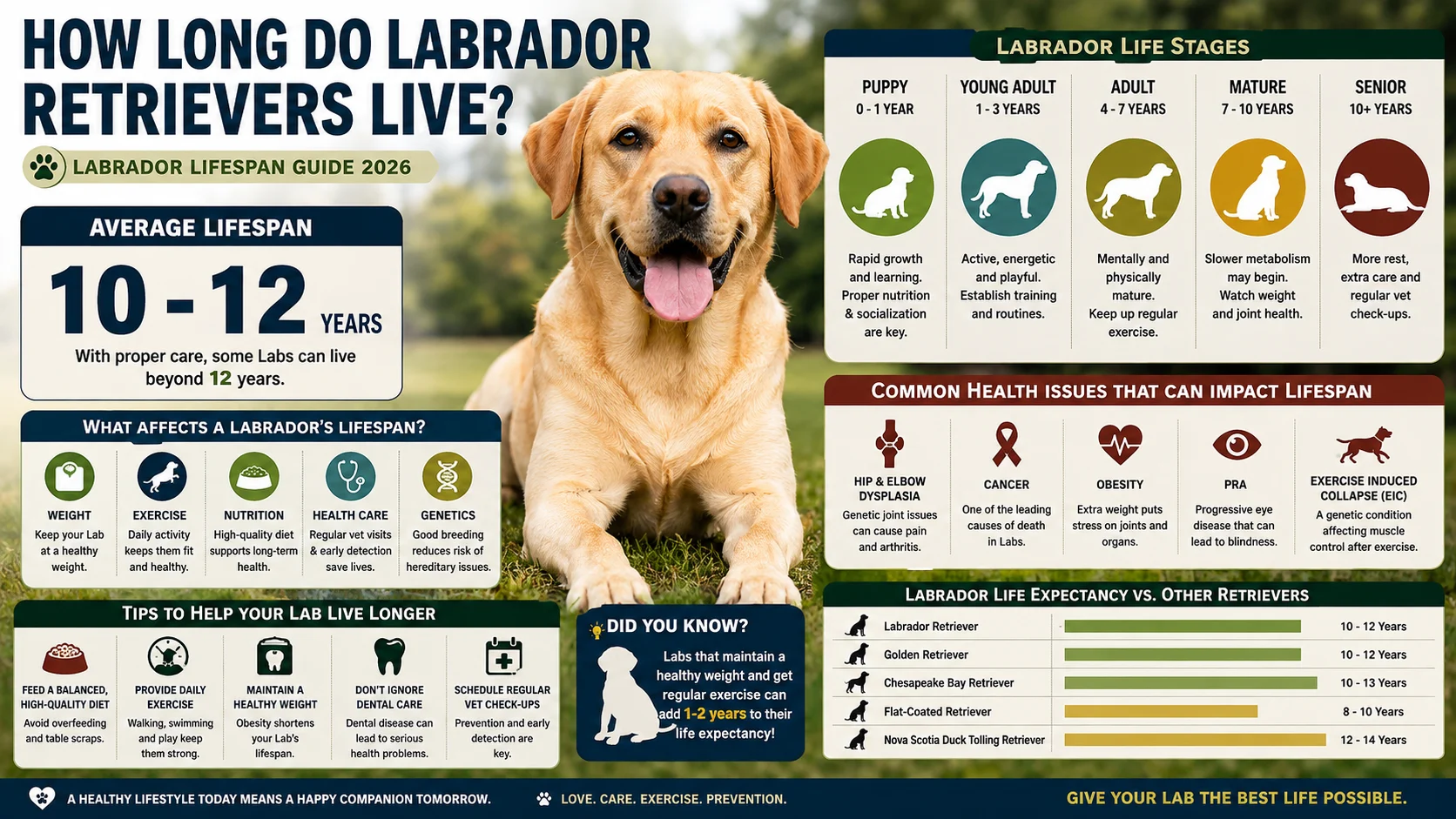labrador lifespan