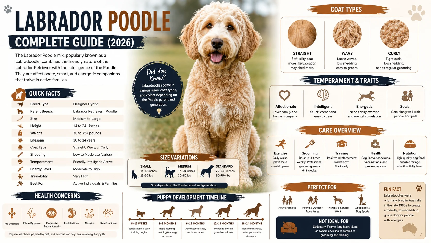 labrador poodle