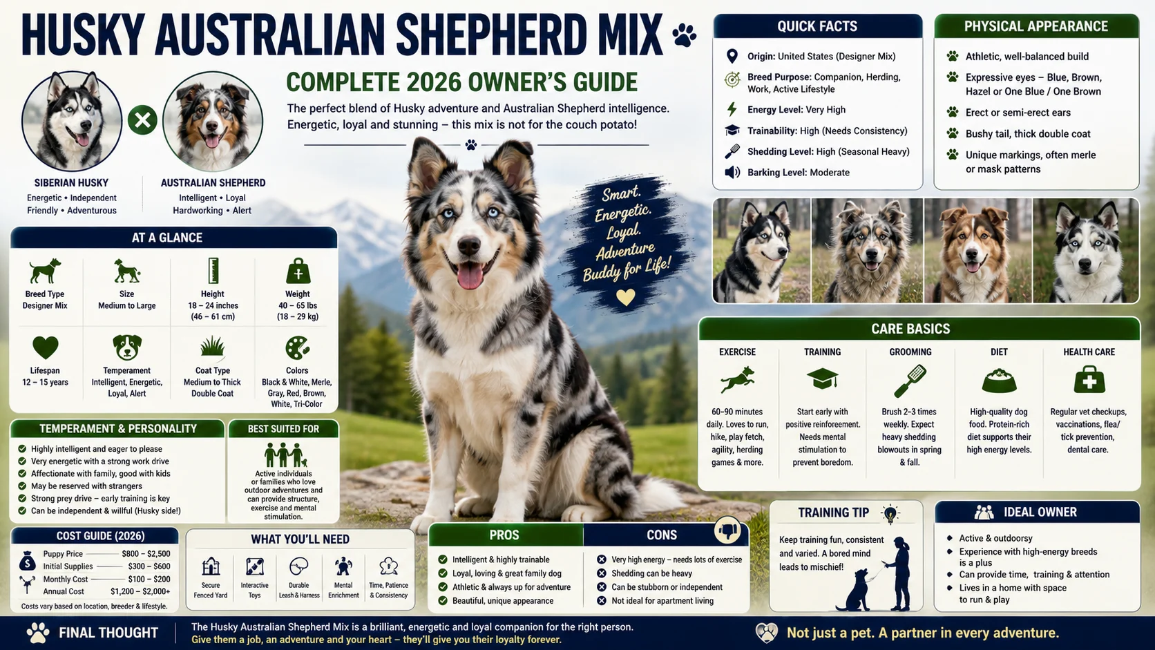 husky australian shepherd mix