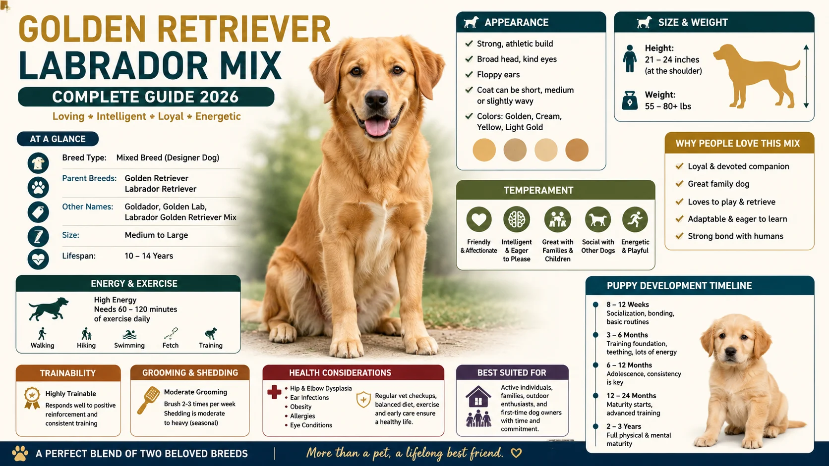 golden retriever labrador mix