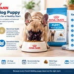 royal canin french bulldog puppy