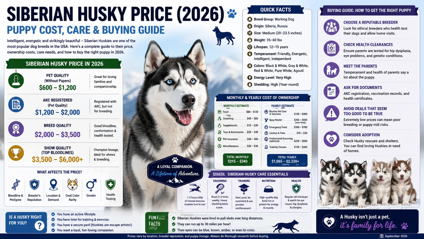 siberian husky price