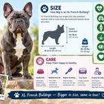 xl french bulldog